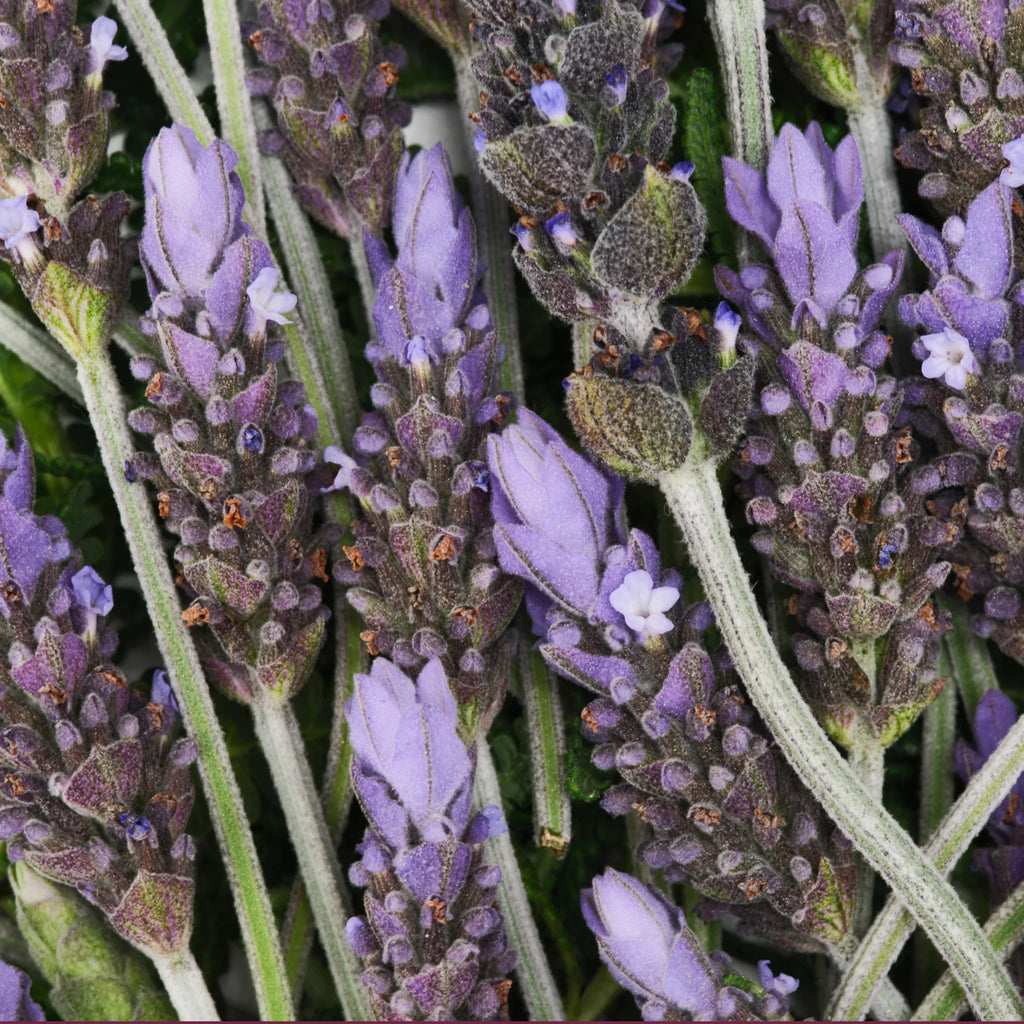 Calming Lavender Bundle